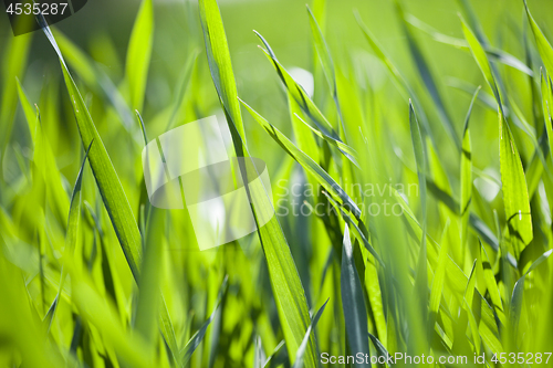 Image of Field of green grass closeup. 