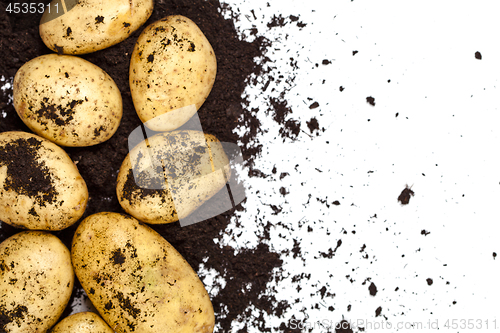 Image of Newly harvested potatoes and soil closeup on white background.