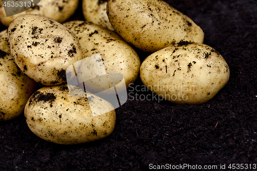 Image of Newly harvested potatoes closeup ond soil background. 