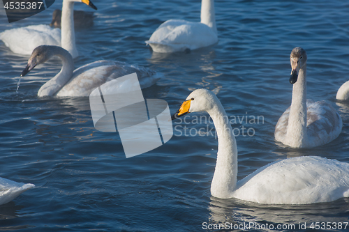 Image of Beautiful white whooping swans