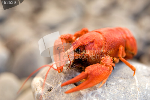 Image of Red boiled crawfish