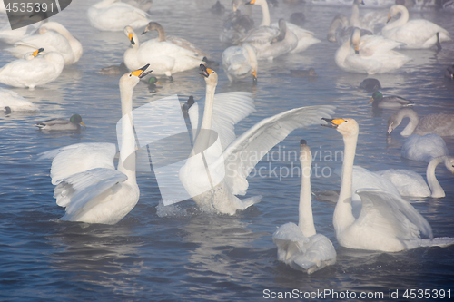 Image of Beautiful white whooping swans