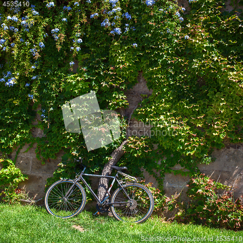 Image of Greenery in Palma de Mallorca