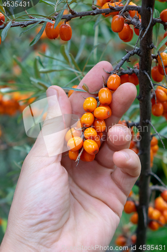 Image of Branch with berries of sea-buckthorn in the garden. A man\'s hand holds berries