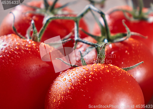 Image of Macro photo of ripe red tomatoes on a branch with drops of water. Healthy vegetable