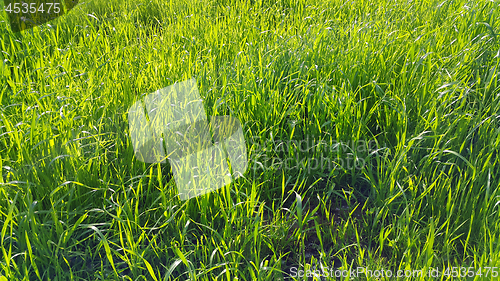 Image of Fresh green grass with sunlight 
