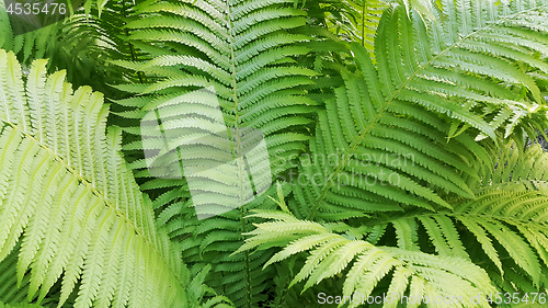 Image of Green fresh fern branches