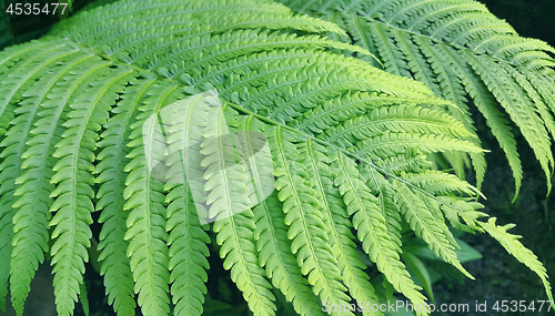 Image of Natural green fresh fern branch