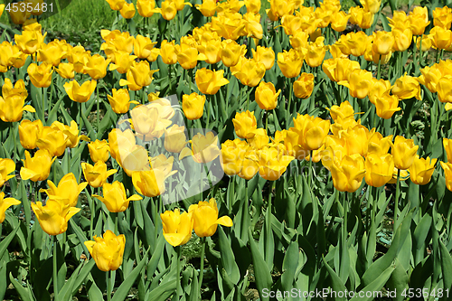 Image of Beautiful yellow tulips