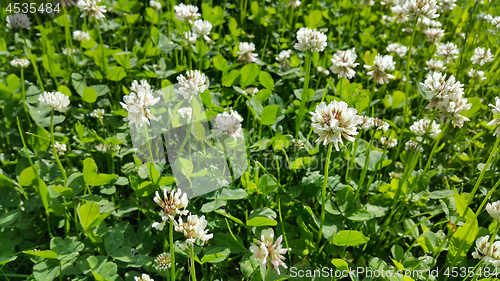 Image of White clover in a summer meadow