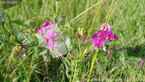 Image of Beautiful pink sweet peas flower 