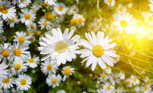 Image of Beautiful chamomile flowers