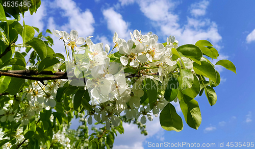 Image of Branch of a spring fruit tree with beautiful white flowers 