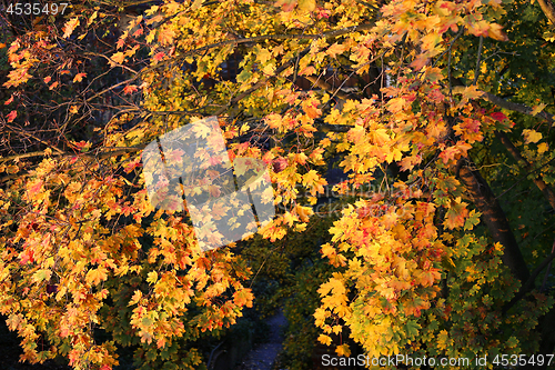 Image of Foliage of bright yellow autumn maple tree