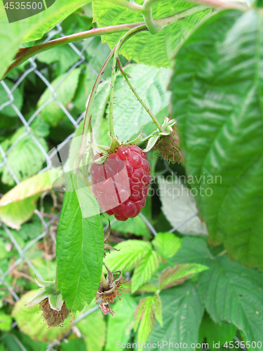 Image of Branch of raspberries 