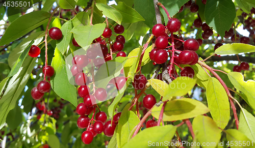 Image of Bright berries of bird cherry