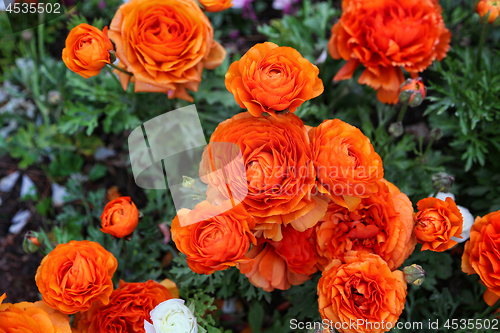 Image of Beautiful bright orange flowers