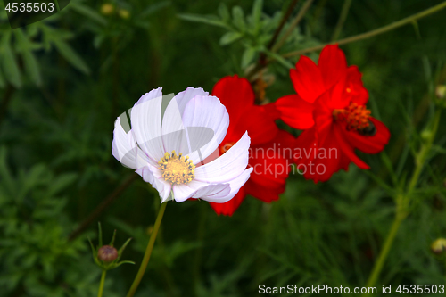 Image of Beautiful cosmos flower 