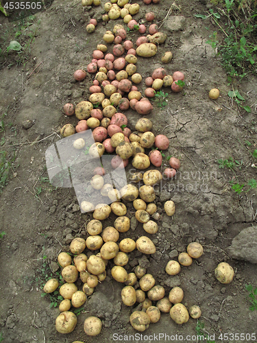 Image of Fresh organic potatoes on the ground