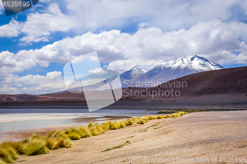 Image of Laguna Honda in sud Lipez Altiplano reserva, Bolivia