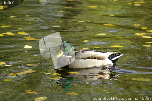 Image of Wild duck