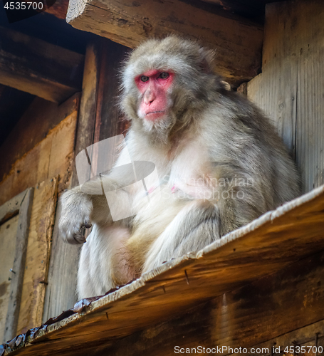 Image of Japanese macaque on a rooftop, watayama monkey park, Kyoto, Japa