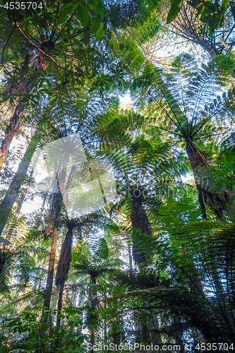 Image of Giant Sequoia redwood forest, Rotorua, New Zealand