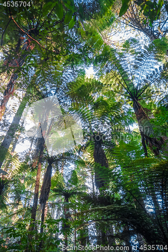 Image of Giant Sequoia redwood forest, Rotorua, New Zealand