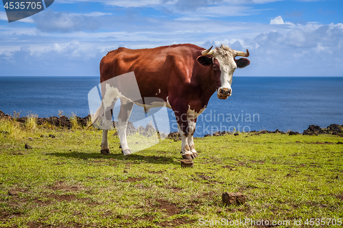 Image of Beef on easter island cliffs