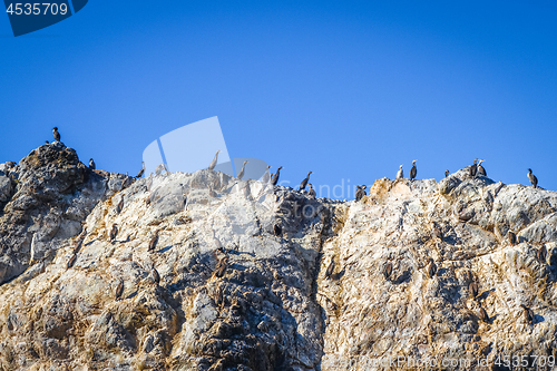 Image of Cormorants on a cliff in Kaikoura Bay