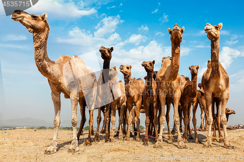 Image of Camels at Pushkar Mela Pushkar Camel Fair , India