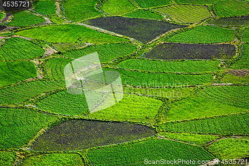 Image of Green fields close up, India