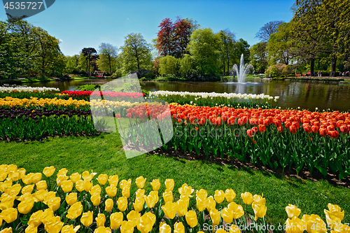 Image of Blooming tulips flowerbed in Keukenhof flower garden, Netherland