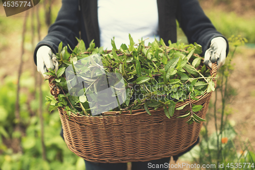 Image of gardening wooden basket with herbs