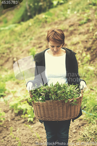 Image of woman gardening