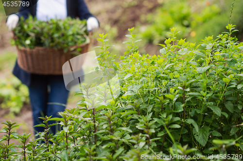 Image of gardening wooden basket with herbs