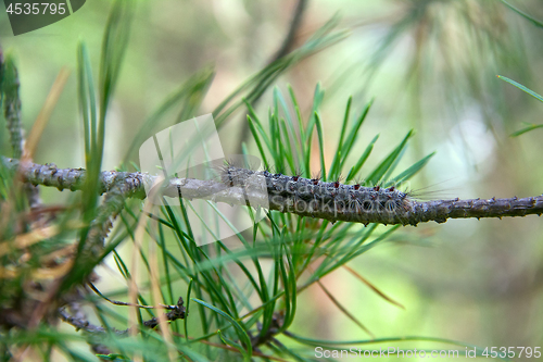 Image of Lymantria dispar caterpillars move in forest.