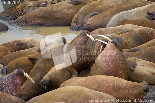 Image of Life Atlantic walruses at haul out sites is (at most) of sleep and small conflicts with neighbors