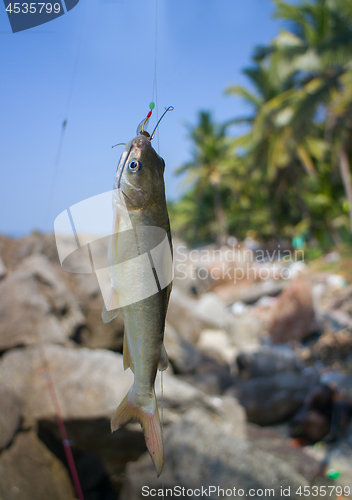 Image of Amateur fishing in India 2. Parvati fish