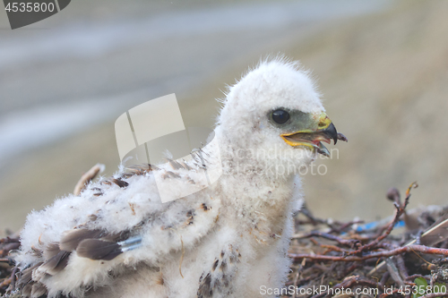 Image of white fluffy nestling birds of prey