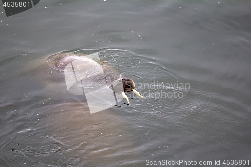 Image of two Atlantic walruses Odobenus rosmarus rosmarus