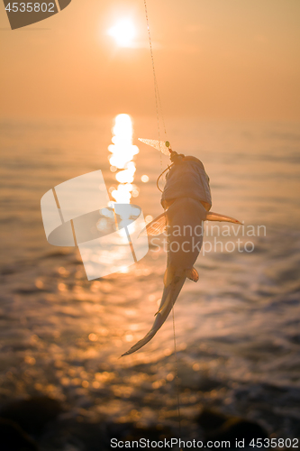 Image of Amateur fishing in India 2. Parvati fish