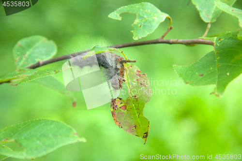 Image of Lymantria dispar caterpillars move in forest.