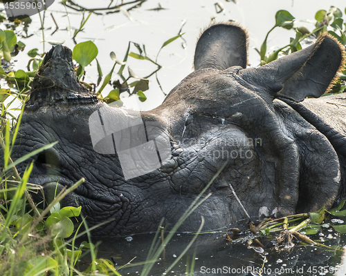 Image of Indian rhinoceros Rhinoceros unicornis or one-horned rhinoceros