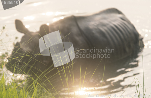 Image of Indian rhinoceros Rhinoceros unicornis or one-horned rhinoceros