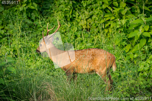 Image of spotted or sika deer in the jungle