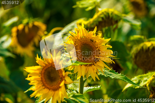 Image of Sunflower and bees in the garden