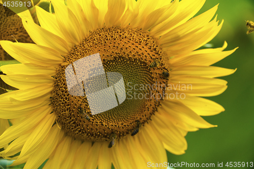 Image of Sunflower and bees in the garden