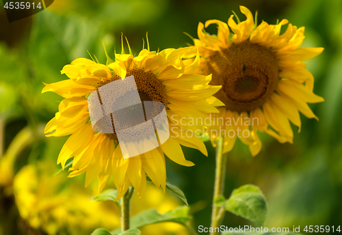 Image of Sunflower and bees in the garden