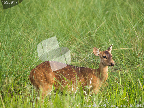 Image of Sika or spotted deer in elephant grass tangle